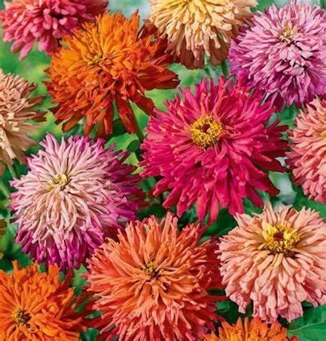 Miniatura 2 de 75 Super Giant Cactus Zinnia Semillas 0.03 oz No GMO Heirloom USA Cosechado Polinizador abeja Mariposa
