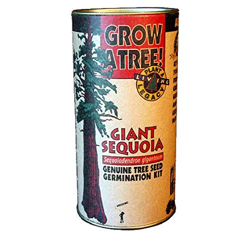 PLAT FIRM Germinazione dei semi: Giant Sequoia crescente Kit