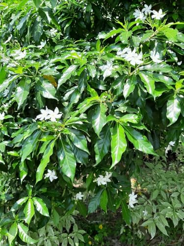 Image of Chandni White Flower Live Plant with Pot | Ornamental Blooming Plant | Indoor & Outdoor Home Garden, Balcony, Terrace Decorative Plant a€ inch Pack of 1