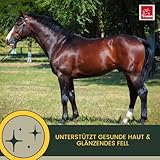 Pferd Aufbaufutter + Amino Booster 6 kg 30ml Pulver Muskelaufbau Pferde Aminosäuren Sojaschrot Protein Pferd | Vitamin E Selen B-Komplex Zink Biotin Muskel Plus Ergänzungsfutter Muskulatur Gewicht