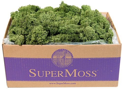 SuperMoss (25155) Reindeer Moss Preserved, Basil, 3 Pounds by SuperMoss - Used condition - US$48.12