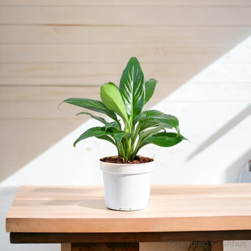Charming Gronhus Live Purifying White Peace Lily Spathiphyllum Indoor Live Plants for Living Room, Home, Office, Table, Kitchen & Desk Decor items | Black Pot (B0D2P4P5R4) Amazon Price History, Amazon Price Tracker