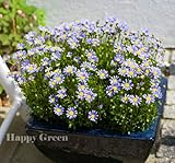 Semi freschi - Felicia The Blue - Sky Blue - 110 Seeds - F. Amelloides - Fiore annuale