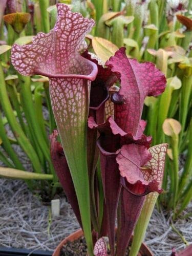 TruBlu Supply Pitcher Plant Sarracenia