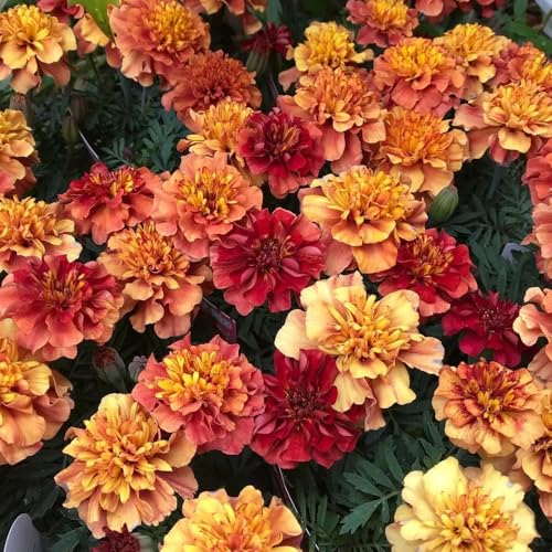 semillas de caléndula, silvestres de jardín Semillas de Tagetes patula resistentes 250pcs