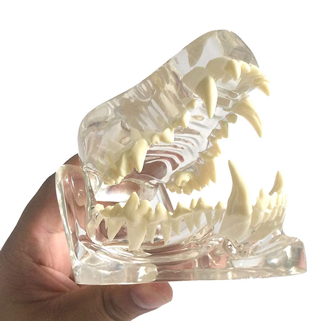 Model anatomiczny czaszka, model stomatologiczny psa, patologia zęby szczęki zębów model zębów anatomiczna psi patologia dla domu edukacja weterynaryjna