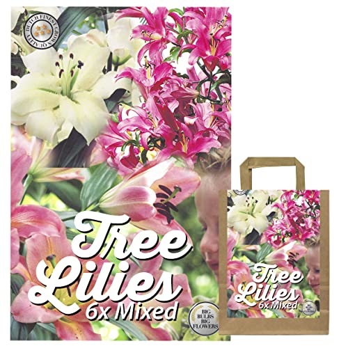 IFLO Lilienzwiebeln Baumlilien Mix winterhart mehrjährig duftend für Garten & Balkon 6 Blumenzwiebeln in Geschenkverpackung