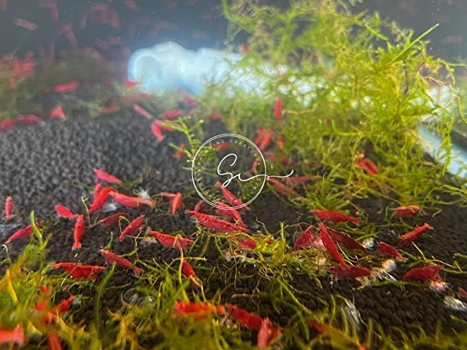Image of Swimming Creatures 40 Mixed Color Neocaridina Shrimp (Neocaridina davidi) - Choose Mixed or Premium Grade - Live Freshwater Aquarium Shrimp (40 Premium Mixed)