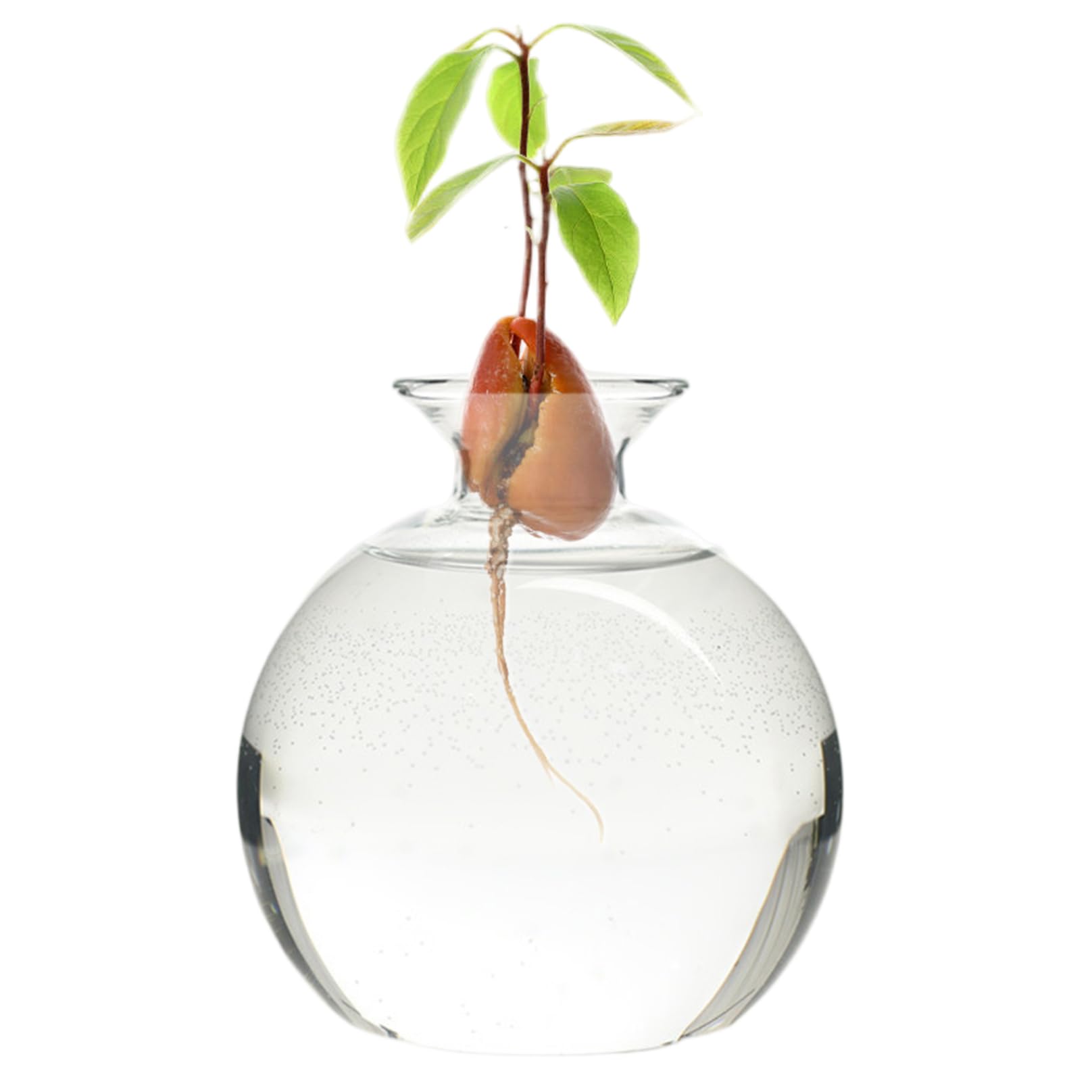 Florero de aguacate de vidrio de borosilicato transparente para propagación
