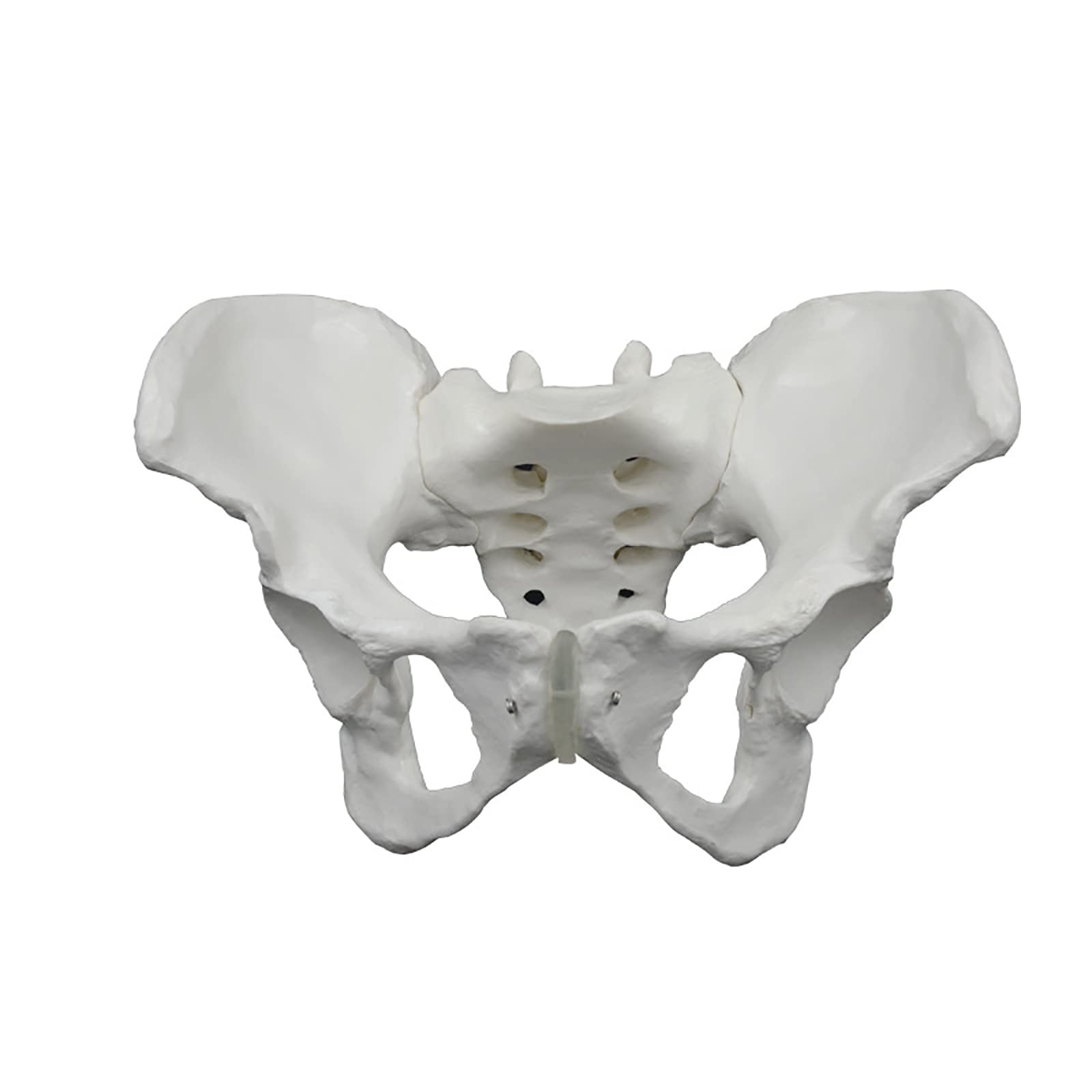 Buy AMORPO Female Pelvis Anatomy Model, Female Anatomy Model, Hip