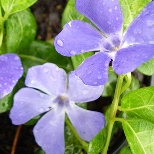 Image of Vinca Minor Bowles Variety - Lesser Periwinkle - Evergreen Hardy Plants - Outdoor Flowering Garden Shrub Plant in Pot (9cm Pot, 10-20cm)