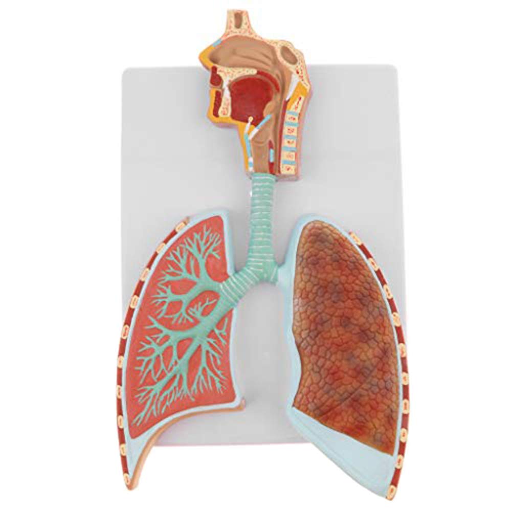Buy Human Organ Anatomical Part, Respiratory System Model