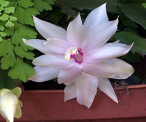 White Christmas Cactus Plant - Zygocactus - 4" Pot