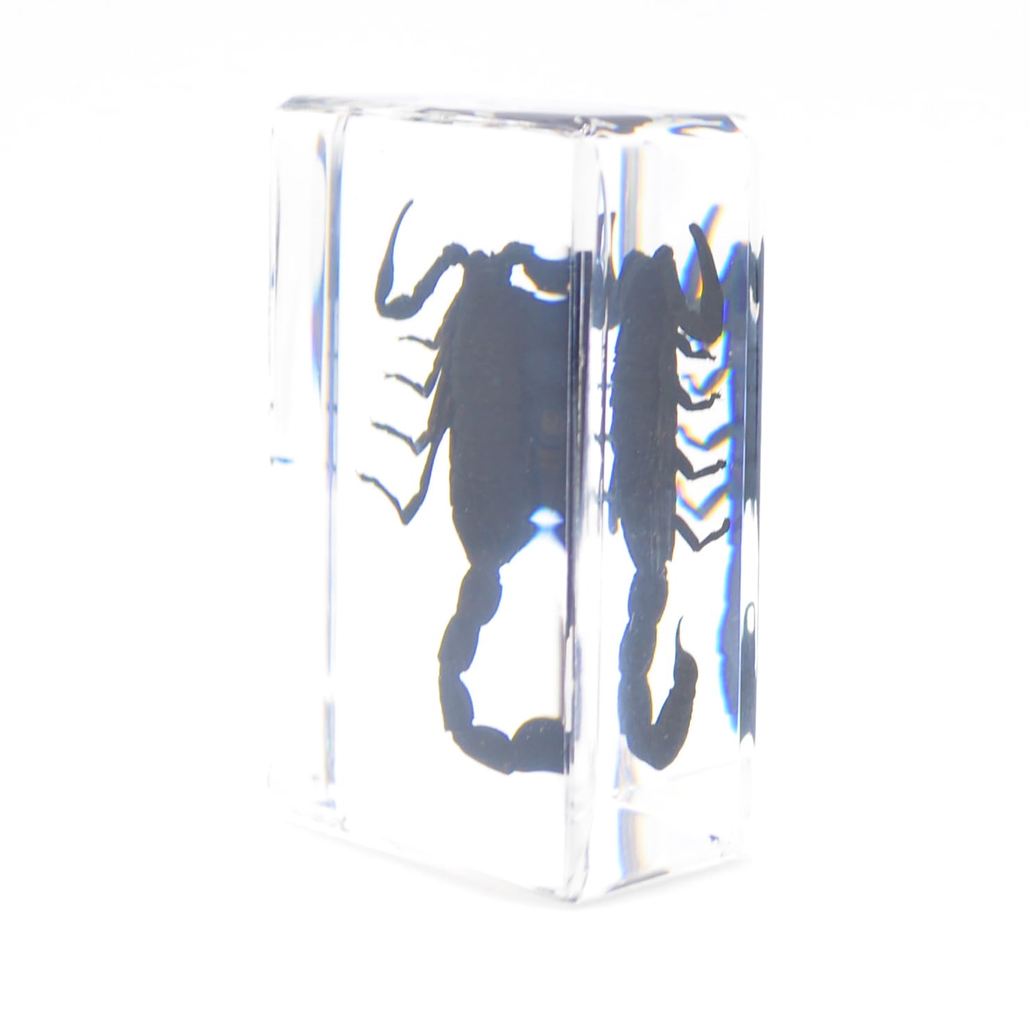 Amazon | [透明標本制作所]樹脂封入 標本 サソリ/蠍/scorpion/specimen 