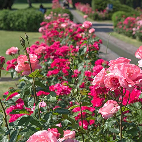 Parco Giardino Sigurt&agrave;
