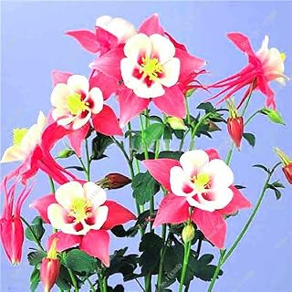 5: 100 Pieces Aquilegia Seeds Aquilegia Viridiflora Pall Flowers Seeds Perennial Flower Seeds for Home Family Garden Plant Bonsai Decor: Only Seeds