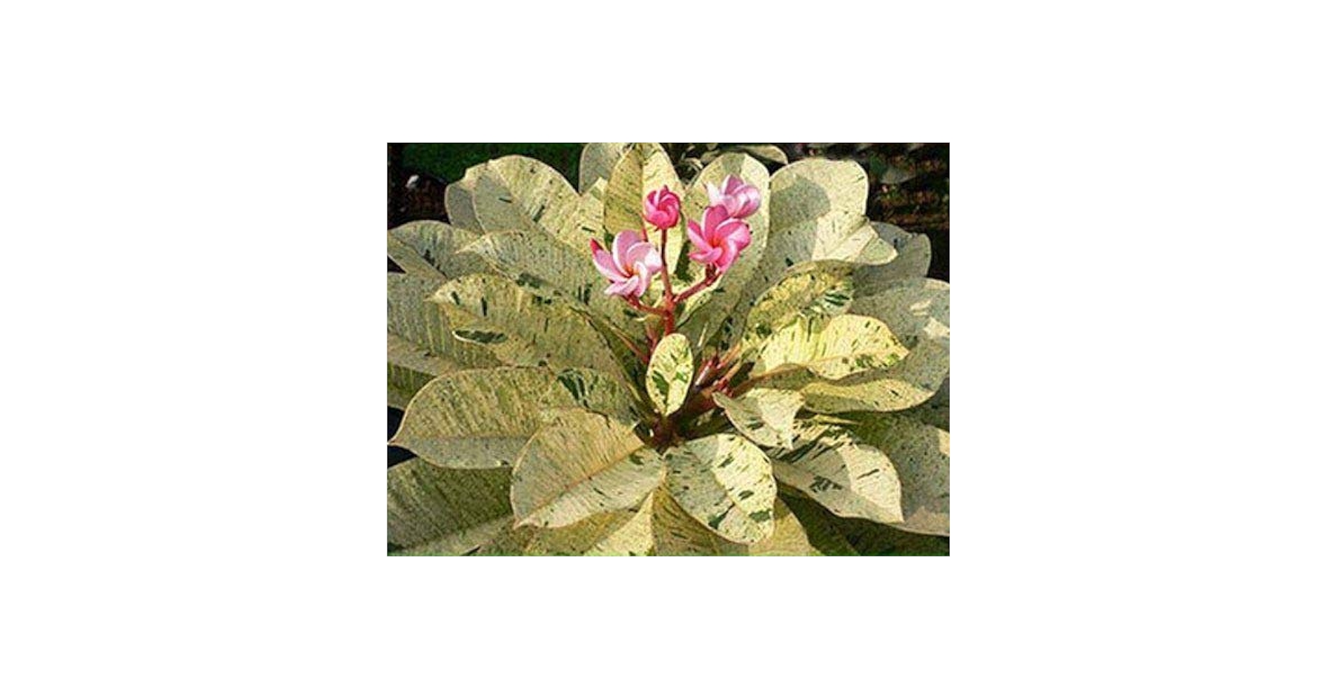 プルメリア　'マヤ'　バリエガータ プルメリア 'マヤ' バリエガータ 珍しい斑入りプルメリアが咲い