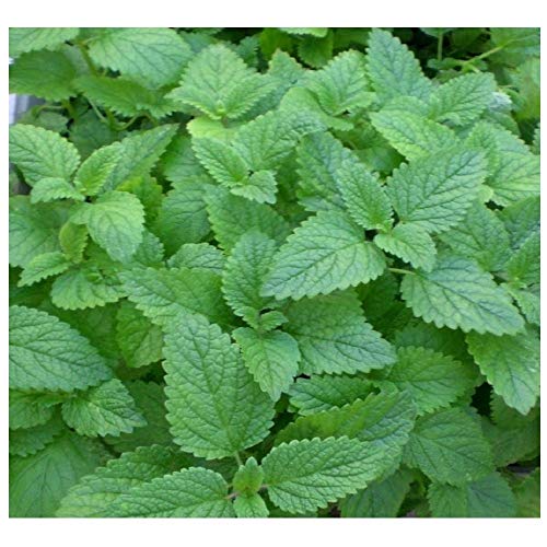 PREMIER SEEDS DIRECT - HERB - Lemon Mint Seeds - MONARDA CITRIODORA (16,000 Seeds)