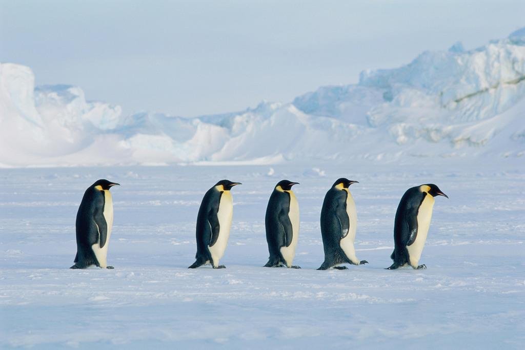 Five Emperor Penguins On The Move Photo Penguin Poster Penguin Home Decor Emperor Penguin Wall Decor Arctic Ice Animal Wildlife Art Print Snow Nature Print Cool Wall Art Print Poster 36x24