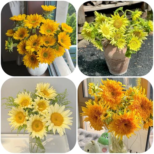 semillas de girasol perennes resistentes - variedades antiguas orgánicas cubren el suelo exóticas 250pcs