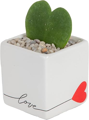 Costa Farms Hoya - Planta viva de corazón, planta de interior similar a una suculenta maceta decorativa de amor, tierra para macetas, decoración de