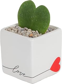 Costa Farms Hoya Heart Live Plant in Decorative Pot, Easy to Maintain Su...