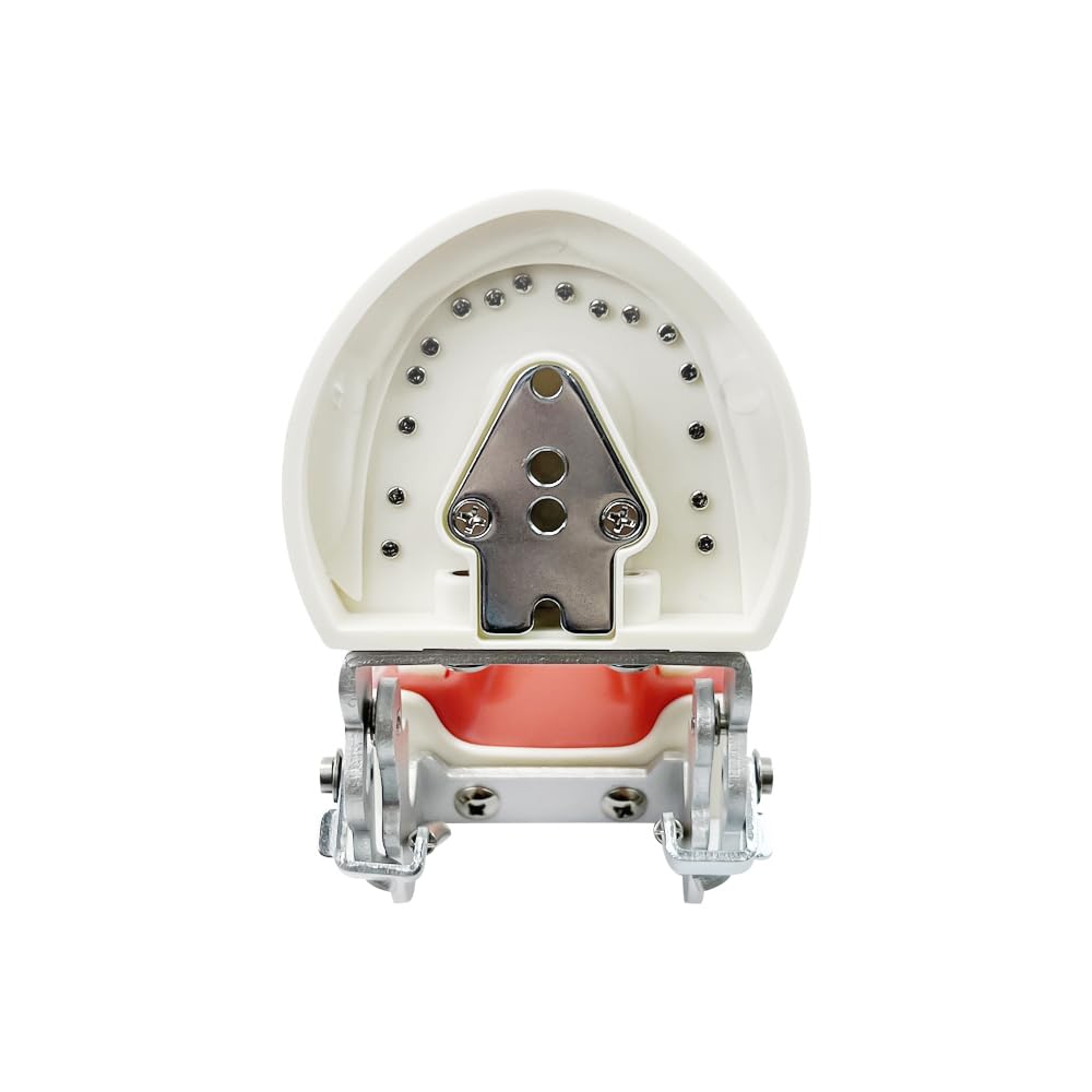 Dentale Typodont Model 28 Zębów Staccabile Strumenti Studio Didattico Articolato Anatomia Denti Rimovibili con Cacciavite