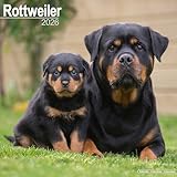 Photo Gallery rottweiler 2026 calendar | square wall calendar | dog breed gift | plastic free packaging | by avonside publishing Photo Gallery rottweiler 2026 calendar | square wall calendar | dog breed gift | plastic free packaging | by avonside publishing
