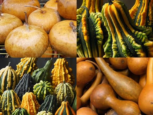 “Artisan's Palette Gourd Mix” Gourd Mix Seeds – 12+ Gourd