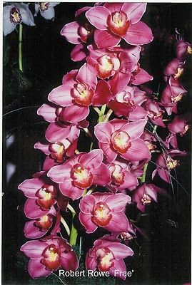 Cymbidium Robert Rowe 'Fancy Free' Orchid Plant [CYM16]