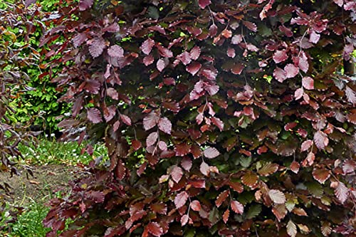 Ehren Fagus sylvatica Purpurea Blood Beech Hedge Container Goods 150 - 175  cm High Pack of 20 : Amazon.de: Garden