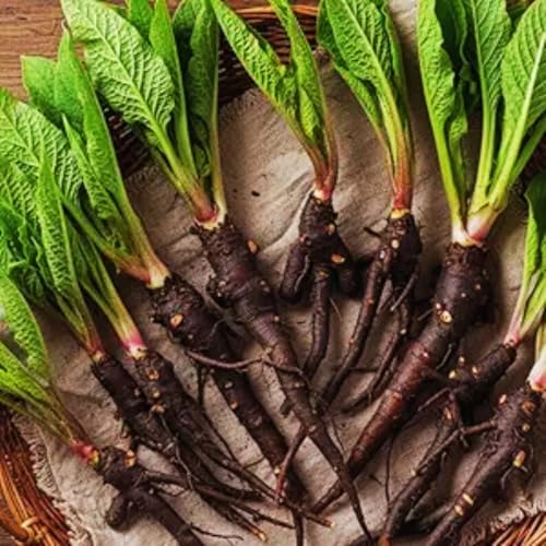 10 Comfrey Roots Plants Live Comfrey Rhizomes Root for Planting Herb Plant Garden High Yields 1 to 2 Inc Long