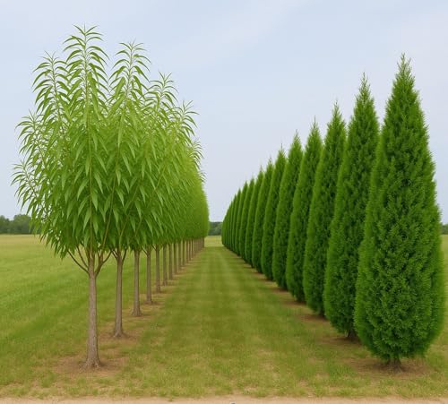 Privacy Hedge Tree Pack – Aussie Willows & Thuja occidentalis (Arborvitae) – Fast-Growing Willows + Evergreen Arborvitae for Year-Round Privacy – 2-Row Planting Design (30 Ft. - 10 of Each Tree)