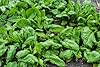 500 Bloomsdale Spinach Seeds - Heirloom Non-GMO USA Grown - for Use Indoors, Outdoors, or with Hydroponics by RDR Seeds #3