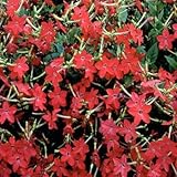 Outsidepride Nicotiana Crimson Bedder Flower Seed - 5000 Seeds