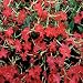 Outsidepride Nicotiana Crimson Bedder - 5000 Seeds