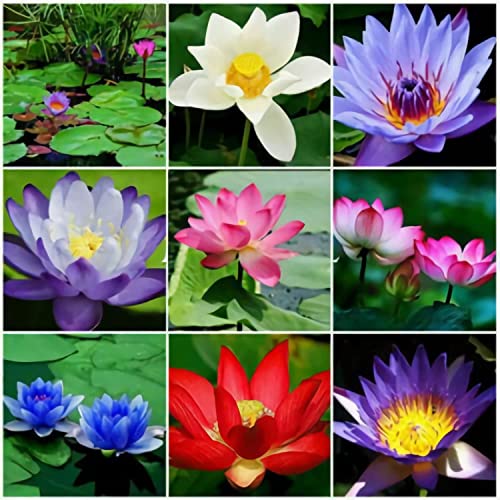 30 Pcs Mixed Bonsai Lotus Flower Seeds Mixed Color Water Lily Flower Plant Fresh Garden Seeds,For Growing Seeds In The Garden #TOP8