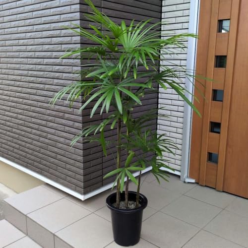 観葉植物 8号 シュロチク」の人気商品一覧 | 安い商品を通販サイトから