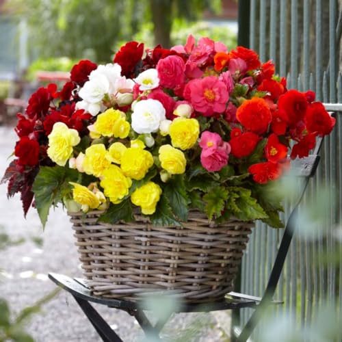 Double Flower Begonia 'Nonstop Mixed' - Weather Resistant, Continuous Blooming, Garden Ready Plants - Half-Hardy Perennial – 12x Plug Plants by Thompson and Morgan