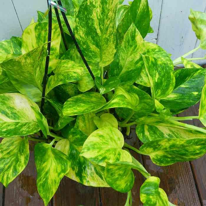 Amazon｜ポトス ハッピーデー 5号吊り鉢 斑入り 観葉植物 枝垂れる 夏