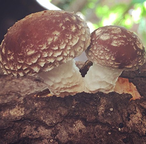 100 Count Shiitake Plug Spawn #TOP3