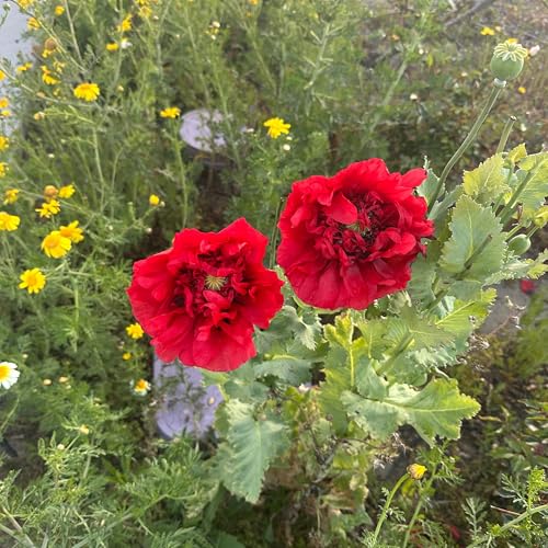 Affirmations for Wellness