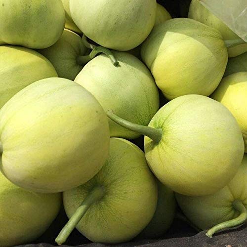 GETSO Super Large Sweet Melon Cucumis Melon Bonsai Cantaloupe Jumbo Melon Rare Heirloom Succulent Plants Sweet Fast Growing