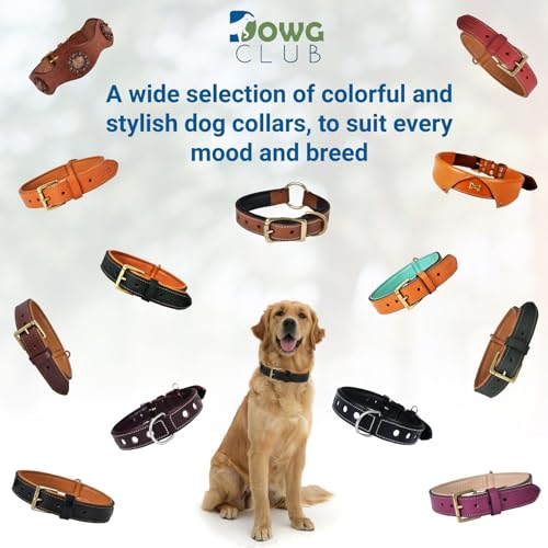 Image of Genuine Leather Dog Collar, Orange, Extra Large, Brass Buckle, Padded | 1.5 Inch Wide, Fit Neck Size - 22 inch - 26 inch, Double D Ring, Adjustable, Thick Leather, Heavy Duty, Soft Leather padding