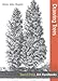 Art Handbooks: Drawing Trees