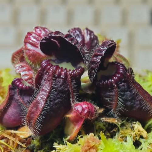 semillas de Cephalotus follicularis - de balcón Carnívoro productos sostenibles interior fáciles cuidar interior en decoración sala estar 30pcs