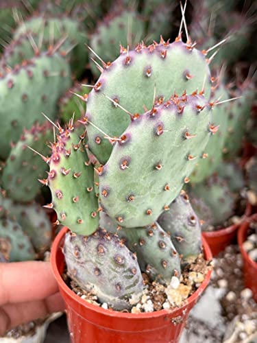 Beleaf And Grow 2.5" Set Of 3 Opuntia “Baby Rita” | Santa Rita Prickly Pear Cactus #TOP2