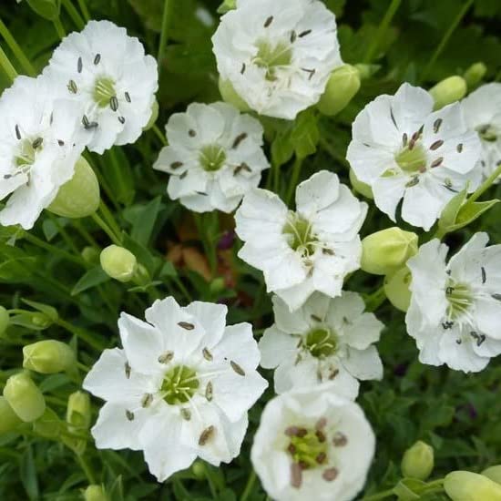 6x Silene maritima 'Weisskehlchen' - Silene maritima 'Weisskehlchen' - Vaso 9x9 cm - perenne rustica fioritura bianca giardino