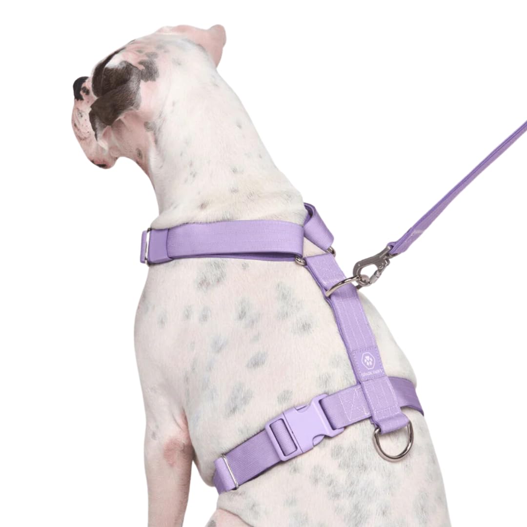 No-Pull Dog Harness - Designed for Safety and Control, Ideal for Large, Strong Breeds - Pitbulls, Boxers - Purple - M