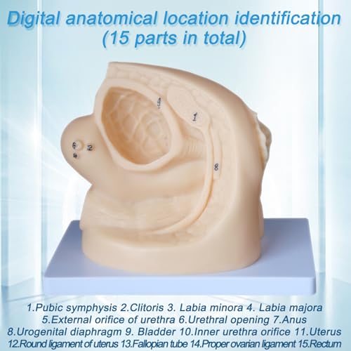 Image of Catheter Training Model Set, Male and Female Urinary Anatomy Models with Digital Markings, PVC Teaching Models for Nursing Education and Skills Practice